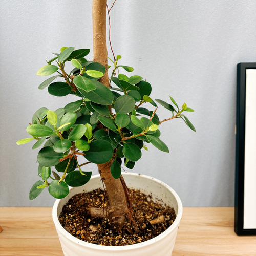 現品］【希少】30番 パンダガジュマル 8号 観葉植物 室内 レア ゴムの