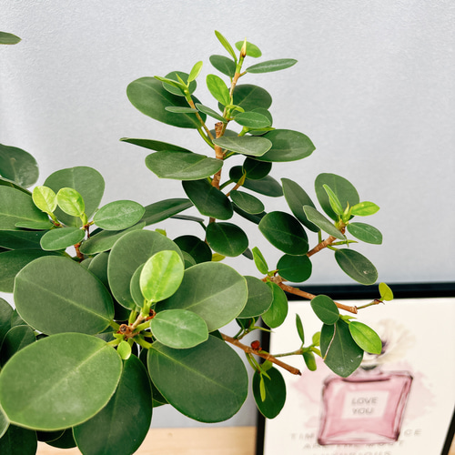 ［現品］【希少】86番　パンダガジュマル　8号　観葉植物　室内　レア　ゴムの木 ［現品］【希少】86番　パンダガジュマル　8号　観葉植物　室内　レア　ゴムの木