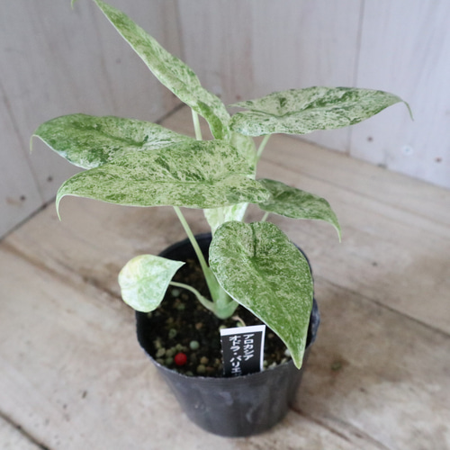 希少♡アロカシア♡オドラ♡バリエガータ♡バティック♡ アート