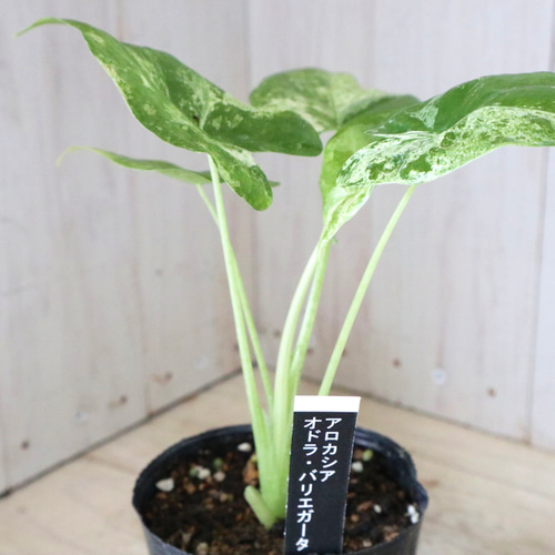 希少♡アロカシア♡オドラ♡バリエガータ♡バティック♡ アート