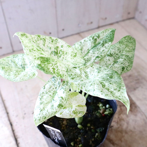 希少♡アロカシア♡オドラ♡バリエガータ♡バティック♡ アート