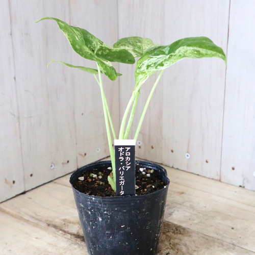 希少♡アロカシア♡オドラ♡バリエガータ♡バティック♡ アート