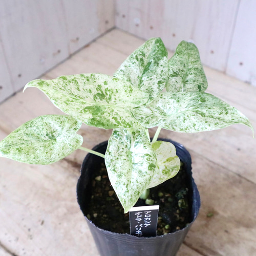 希少♡アロカシア♡オドラ♡バリエガータ♡バティック♡ アート