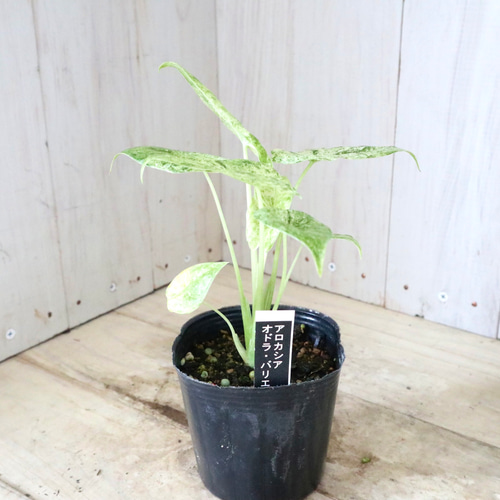 希少♡アロカシア♡オドラ♡バリエガータ♡バティック♡ アート