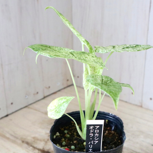 希少♡アロカシア♡オドラ♡バリエガータ♡バティック♡ アート