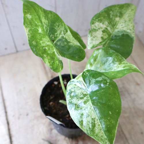 希少♡アロカシア♡オドラ♡バリエガータ♡バティック♡ アート