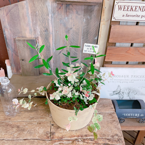 正月セール！DeliciousTaylormade グリンバード　オリーブカスク 2025年静岡産エキストラバージンオリーブオイル 50ml｜オリーブオイル