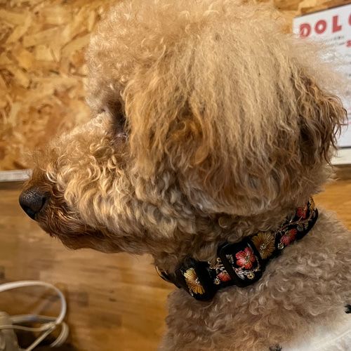 犬用首輪 わんちゃん用首輪 刺繍首輪 インドレース 可愛い首輪
