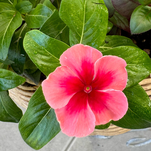 寄せ植え 花□秋の寄せ植え アートフラワー もりのflowers 通販