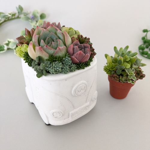 多肉植物♡寄せ植え♡お洒落なバス♡可愛い♡エケベリア&セダム