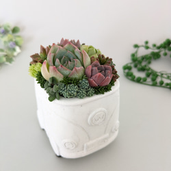 ♡多肉植物♡ハリネズミ小♡そのまま飾れる寄せ植え♡ 多肉植物