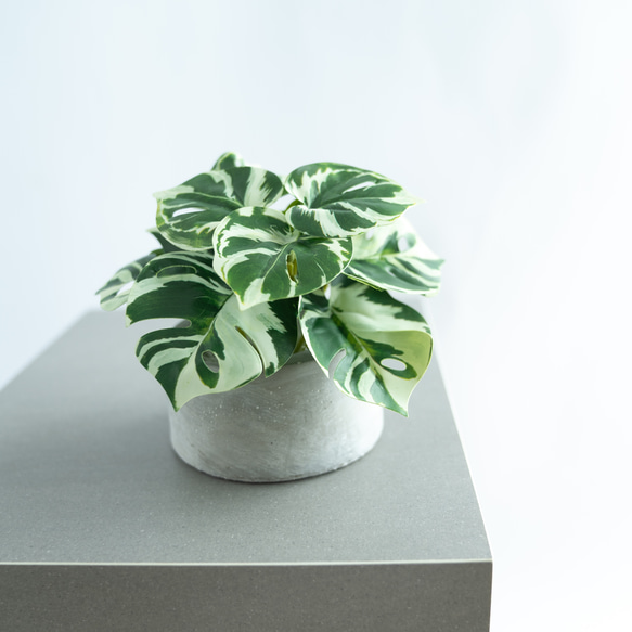 斑入り　モンステラ 斑入りモンステラ | 観葉植物 - 観葉植物・多肉植物の販売、通販