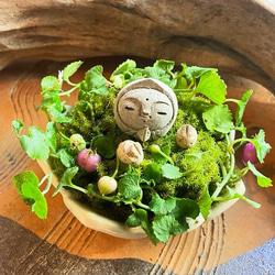 ユーカリ グニー アンティーク風テラコッタ鉢植え 苗 盆栽 fleurir
