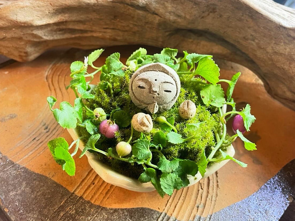 蓮の花地蔵 蓮華地蔵(オオムラサキサンゴ) 盆栽 風の呼-Kazenoko- 通販