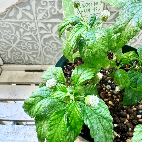 レアなメキシカンスウィートハーブ元苗リッピア花芽ステビアの4倍甘味料