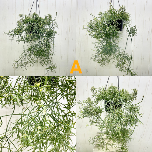 再入荷！ ボリュームあり 超ロング サボテン リプサリス プリス