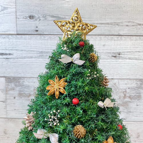 少し大きめサイズ(高さ約42cm) ヒムロスギのクリスマスツリー