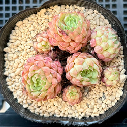 ＊ゆう＊多肉植物　シャビアナペレグリナ×ヴィンセントカトー 多肉植物 シャビアナペレグリナ×ヴィンセントカトー 多肉アンさん