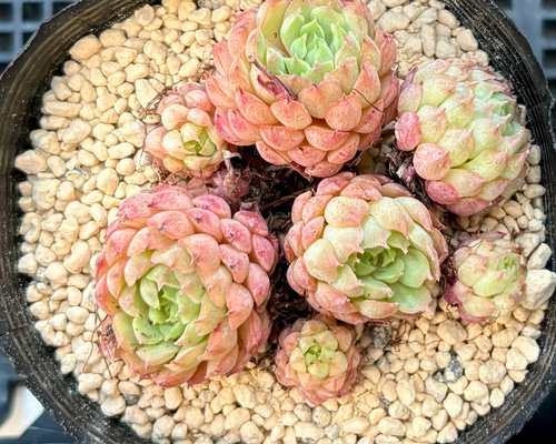 男*屋様 K1135　ヴィンセント・カトー　50株　多肉植物 抜き苗 エケベリア 男*屋様 K1135 ヴィンセント・カトー 50株 多肉植物 抜き苗 エケベリア