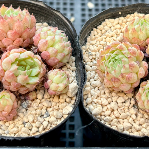 SALE】ヴィンセントカトー エケベリア 韓国苗 多肉植物 多肉植物