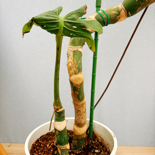 現品］【希少】5番 モンステラ 幹上がり 8号 観葉植物 室内 大型