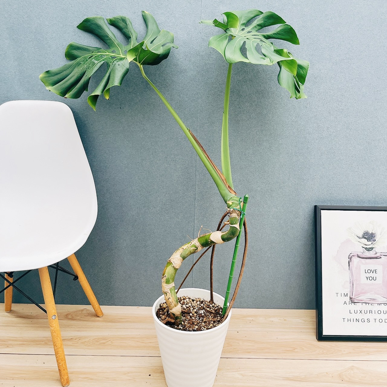 モンステラ 幹上がり　9号 現品］【希少】9番 モンステラ 幹上がり 8号 観葉植物 室内 大型