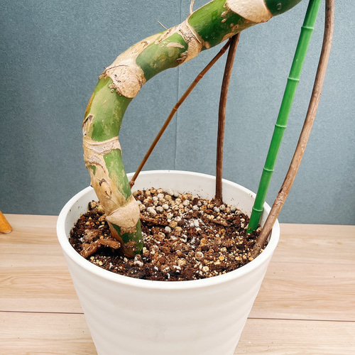 モンステラ 幹上がり　9号 現品］【希少】9番 モンステラ 幹上がり 8号 観葉植物 室内 大型