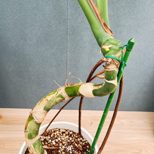 ［現品］【希少】5番　モンステラ　幹上がり　8号　観葉植物　室内　大型　ユニーク 現品］【希少】5番 モンステラ 幹上がり 8号 観葉植物 室内 大型