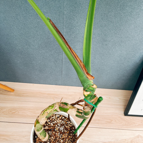 現品］【希少】5番 モンステラ 幹上がり 8号 観葉植物 室内 大型