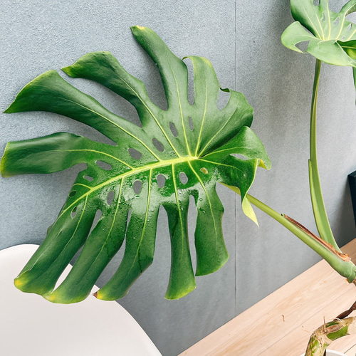 厳選品！極上幹上がりタイプモンステラ８号鉢 厳選品！極上幹上がりタイプモンステラ8号鉢