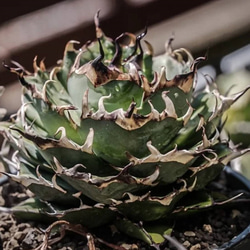飛竜園】NO:164 特選 華々しい アガベ Agave チタノタ ハデス