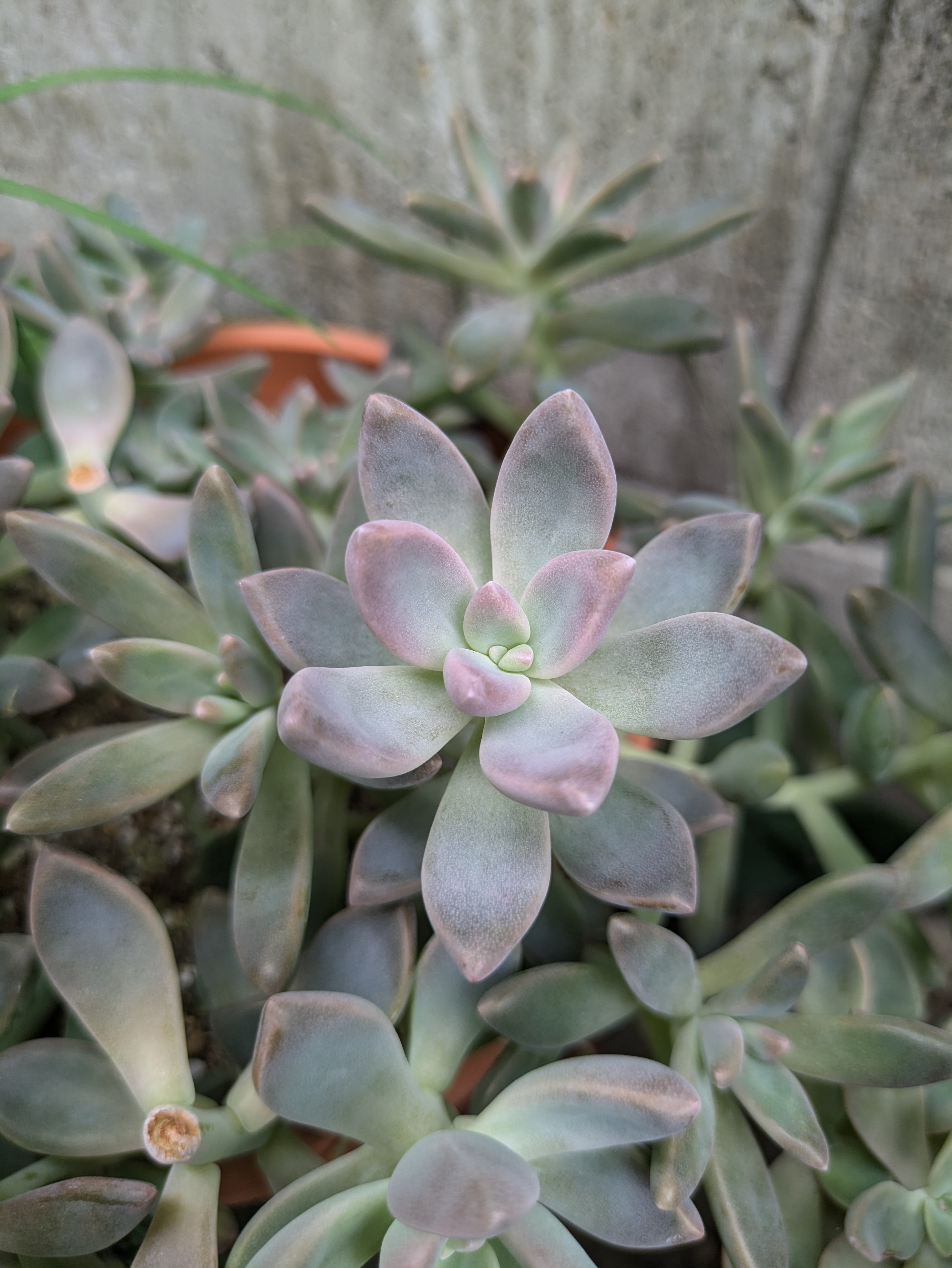 多肉植物】桜牡丹(ゴースティン)2カット♪ 古くさ 