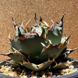 多肉植物アガベ チタノタ 狼人  極上大株 子株付 8efb1f9775f2542af0423c2fb267dc