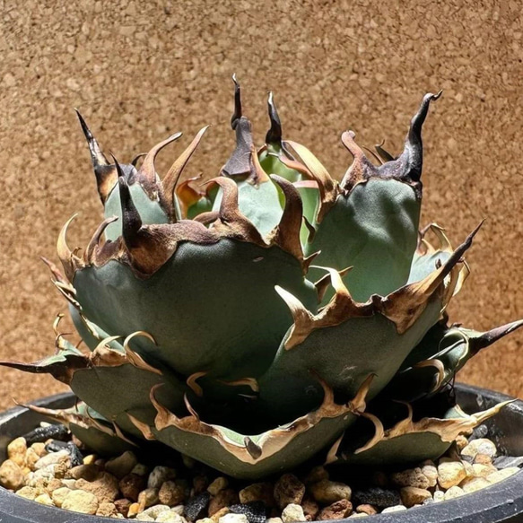2特厳選 アガベ チタノタ ハデス 黒帝斯 Agave titanota Hades 2特厳選 アガベ チタノタ ハデス 黒帝斯 Agave titanota Hades