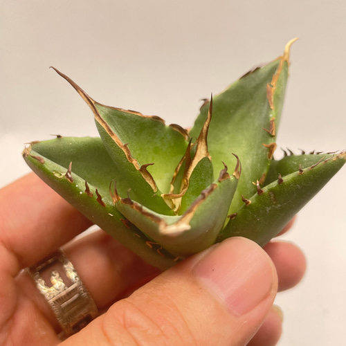 2特厳選 アガベ チタノタ ハデス 黒帝斯 Agave titanota Hades 恐竜牙