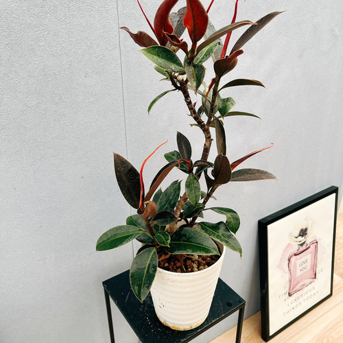 現品］5番 フィカス バーガンディ 曲がり 5号 観葉植物 室内 人気 育て