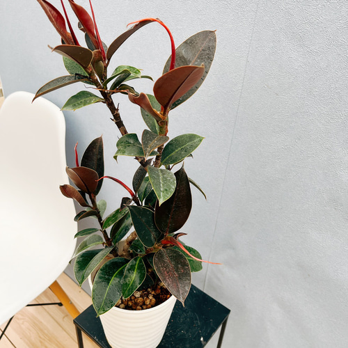 フィカス・バーガンディ② 曲がり仕立て５ フィカス・バーガンディ② 曲がり仕立て5 ゴムの木の曲げ方を紹介します