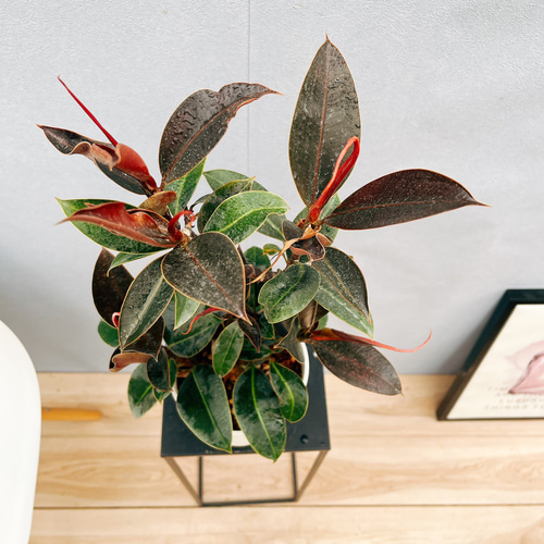 現品］5番 フィカス バーガンディ 曲がり 5号 観葉植物 室内 人気 育て