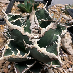 ac4a3257f715c69471e9347e6cafee