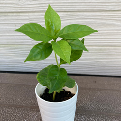 シェフレラ カポック 観葉植物 アートフラワー njt1 通販