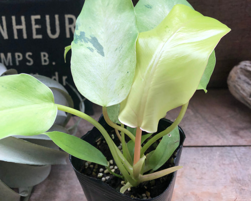 フィロデンドロン スノードリフト♡斑入り♡観葉植物♡希少 アート