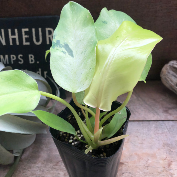 フィロデンドロン スノードリフト♡斑入り♡観葉植物♡希少 アート
