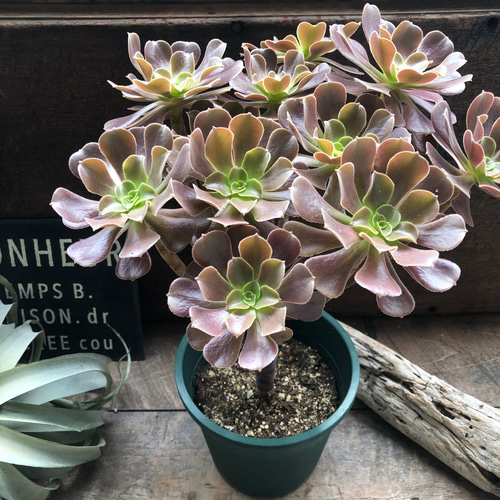 大苗♡ベロア♡黒法師♡多肉植物♡アエオニウム♡カシミアバイオレット