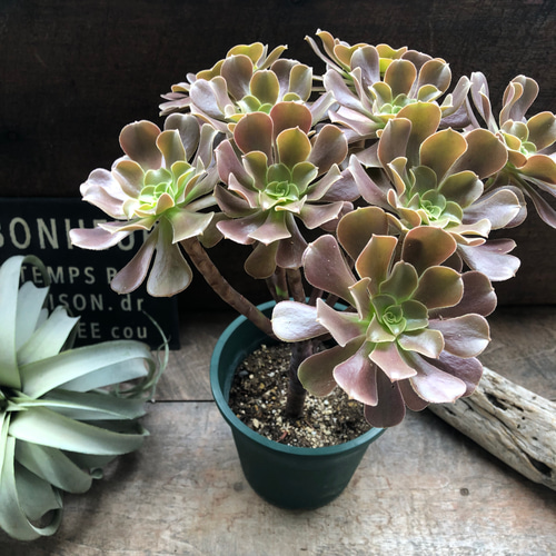 69#多肉植物アエオニウム❤️カシミヤバイオレットセッカ ❤️ 17cm拔き苗 大苗♡ベロア♡黒法師♡多肉植物♡アエオニウム♡カシミアバイオレット