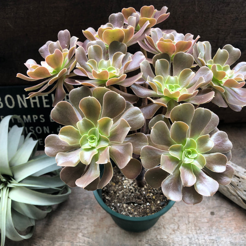 大苗♡ベロア♡黒法師♡多肉植物♡アエオニウム♡カシミアバイオレット