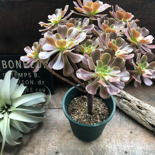 大苗♡ベロア♡黒法師♡多肉植物♡アエオニウム♡カシミアバイオレット