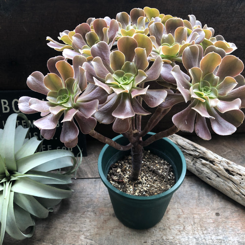 大苗♡ベロア♡黒法師♡多肉植物♡アエオニウム♡カシミアバイオレット