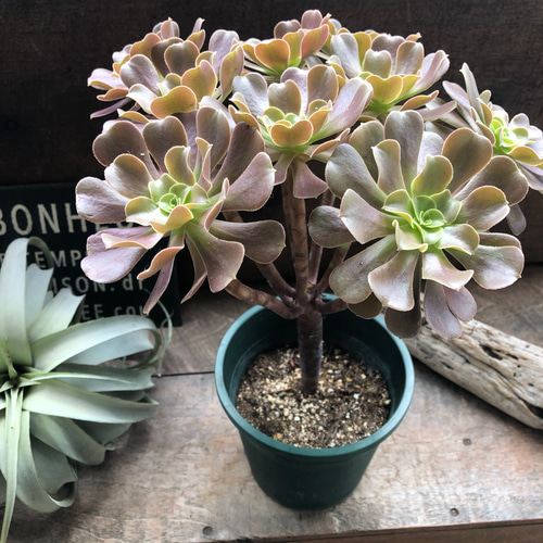 大苗♡ベロア♡黒法師♡多肉植物♡アエオニウム♡カシミアバイオレット