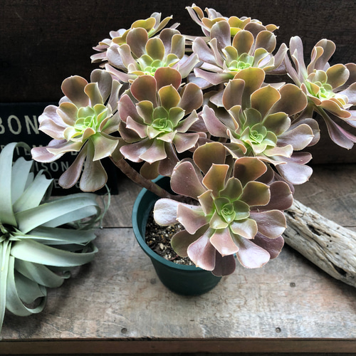 大苗♡ベロア♡黒法師♡多肉植物♡アエオニウム♡カシミアバイオレット