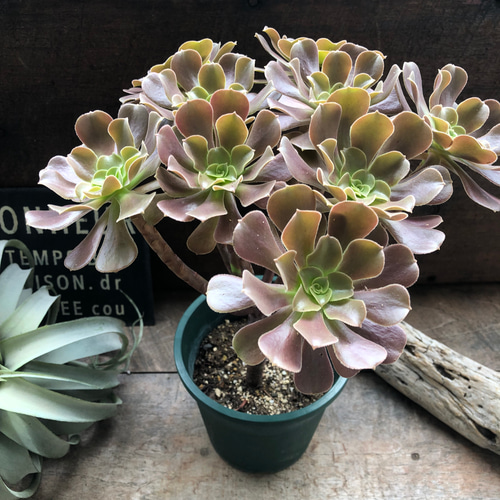 大苗♡ベロア♡黒法師♡多肉植物♡アエオニウム♡カシミアバイオレット